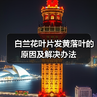 白兰花叶片发黄落叶的原因及解决办法(图2)
