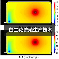 白兰花繁殖生产技术(图2) 白兰花繁殖生产技术(图2)