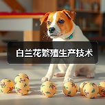 白兰花繁殖生产技术(图1) 白兰花繁殖生产技术(图1)