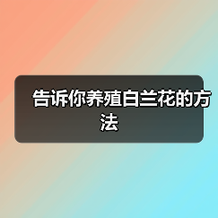 告诉你养殖白兰花的方法(图3)