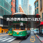 告诉你养殖白兰花的方法(图4)