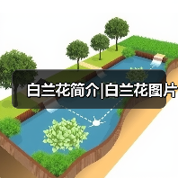 白兰花简介|白兰花图片(图4) 白兰花简介|白兰花图片(图4)