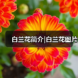 白兰花简介|白兰花图片