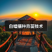 白蜡播种育苗技术(图4) 白蜡播种育苗技术(图4)