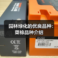 园林绿化的优良品种：菜棕品种介绍(图3)