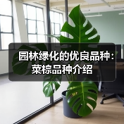 园林绿化的优良品种：菜棕品种介绍(图2)
