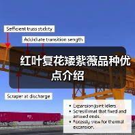红叶复花矮紫薇品种优点介绍(图2)