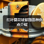 红叶复花矮紫薇品种优点介绍