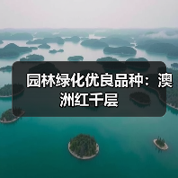 园林绿化优良品种：澳洲红千层