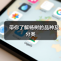 带你了解杨树的品种及分类(图3)
