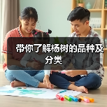 带你了解杨树的品种及分类
