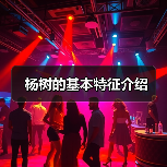 杨树的基本特征介绍