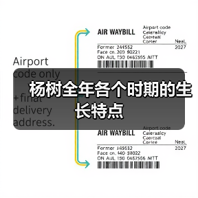 杨树全年各个时期的生长特点(图4)