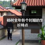 杨树全年各个时期的生长特点(图3)