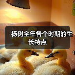 杨树全年各个时期的生长特点