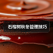 石榴树秋冬管理技巧(图4) 石榴树秋冬管理技巧(图4)