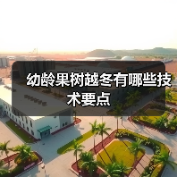 幼龄果树越冬有哪些技术要点(图4) 幼龄果树越冬有哪些技术要点(图4)