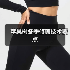 苹果树冬季修剪技术要点(图2)