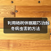 利用杨树休眠期巧治越冬病虫害的方法(图3) 利用杨树休眠期巧治越冬病虫害的方法(图3)
