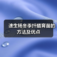 速生杨冬季扦插育苗的方法及优点(图1) 速生杨冬季扦插育苗的方法及优点(图1)
