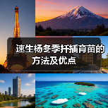 速生杨冬季扦插育苗的方法及优点(图2) 速生杨冬季扦插育苗的方法及优点(图2)