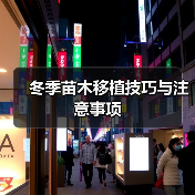 冬季苗木移植技巧与注意事项(图4) 冬季苗木移植技巧与注意事项(图4)