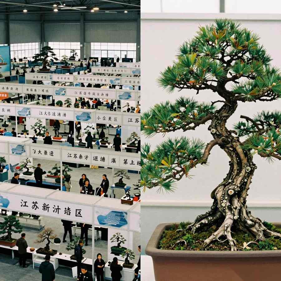 盆景贸易大会选型指南｜电商直播与拍卖夜实战策略(图3)