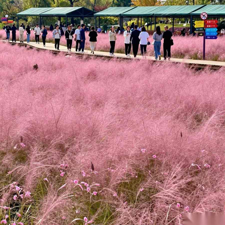 苗圃休闲观光与花海经济维护保养全攻略