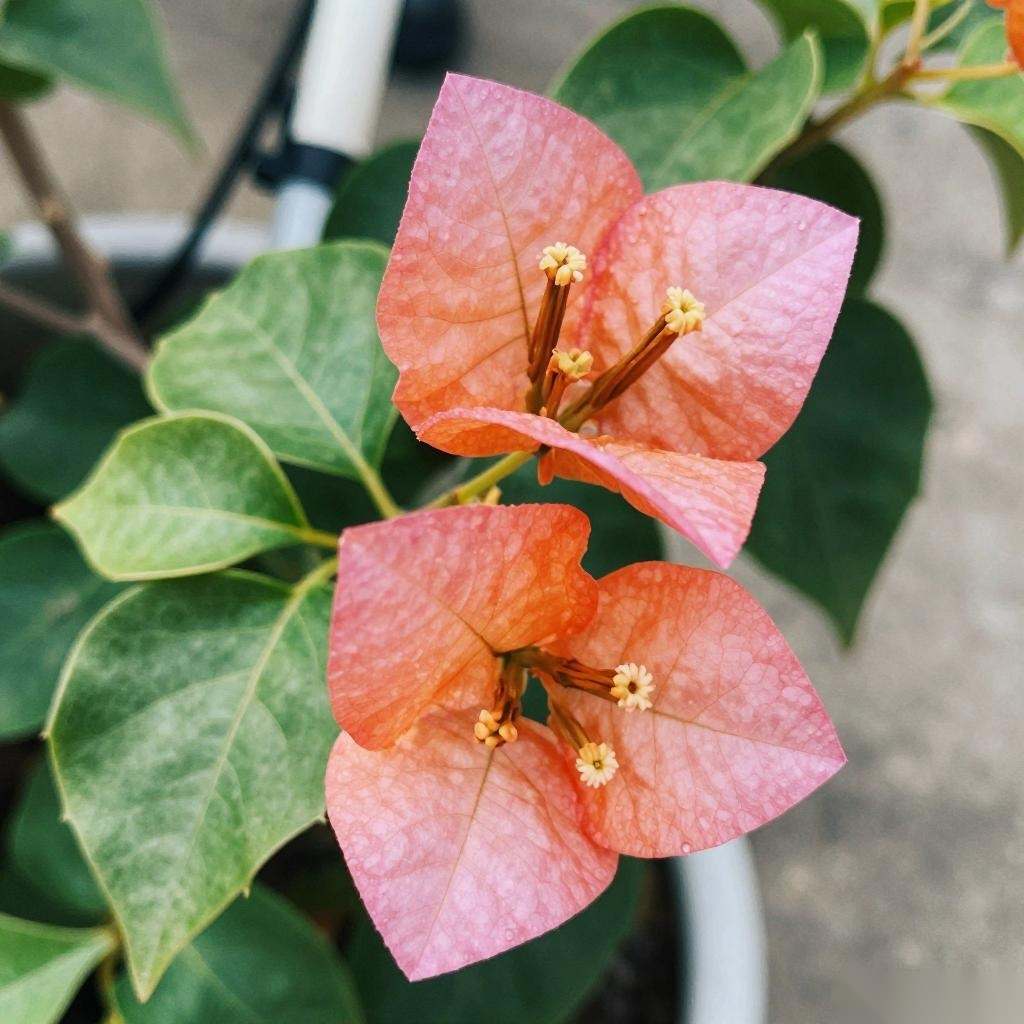 苗圃休闲观光与花海经济：打造乡村旅游新模式的选型指南与实践(图1)