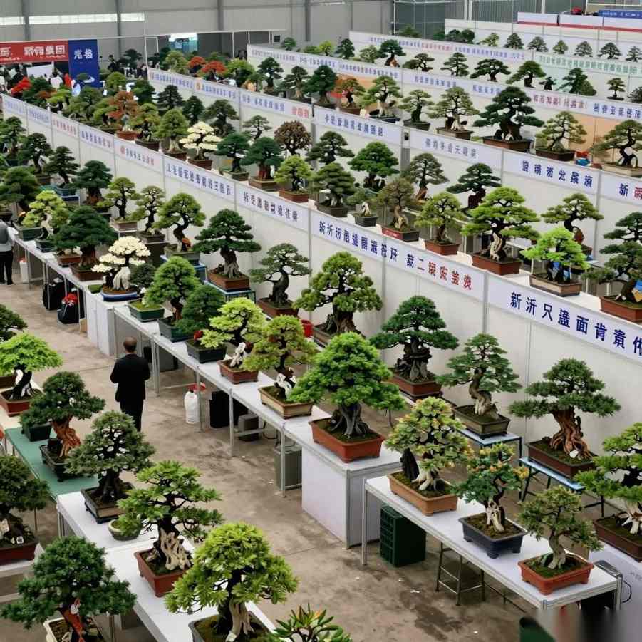 电商直播如何重塑盆景贸易新生态｜盆景贸易发展指南