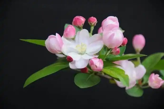 西府海棠怎么养(图1)