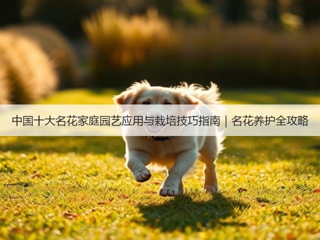 中国十大名花家庭园艺应用与栽培技巧指南｜名花养护全攻略(图1)