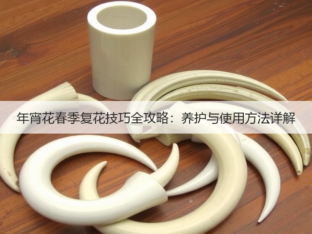 年宵花春季复花技巧全攻略:养护与使用方法详解(图1) 年宵花春季复花技巧全攻略:养护与使用方法详解(图1)