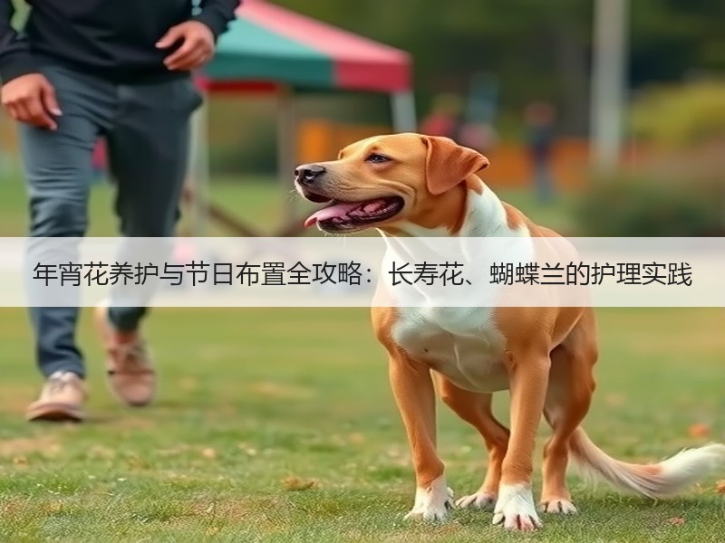 年宵花养护与节日布置全攻略：长寿花、蝴蝶兰的护理实践
